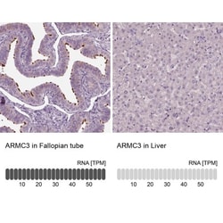 ARMC3 Antibody, Novus Biologicals 0.1 mL | Buy Online | Novus Biologicals | Fisher Scientific